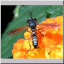 Physocephala rufipes - Dickkopffliege 06.jpg